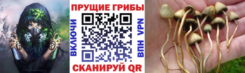 гидра ONION  Кудымкар  Галлюциногенные грибы прущие грибы 